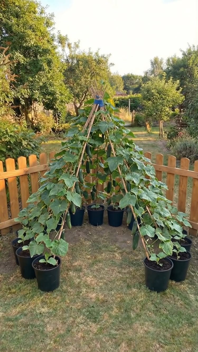 Small Space Vegetable Garden: 10 Ideas for Tight Spots 1 Cucumber plants climbing a wooden tripod trellis structure in black containers on a lawn.