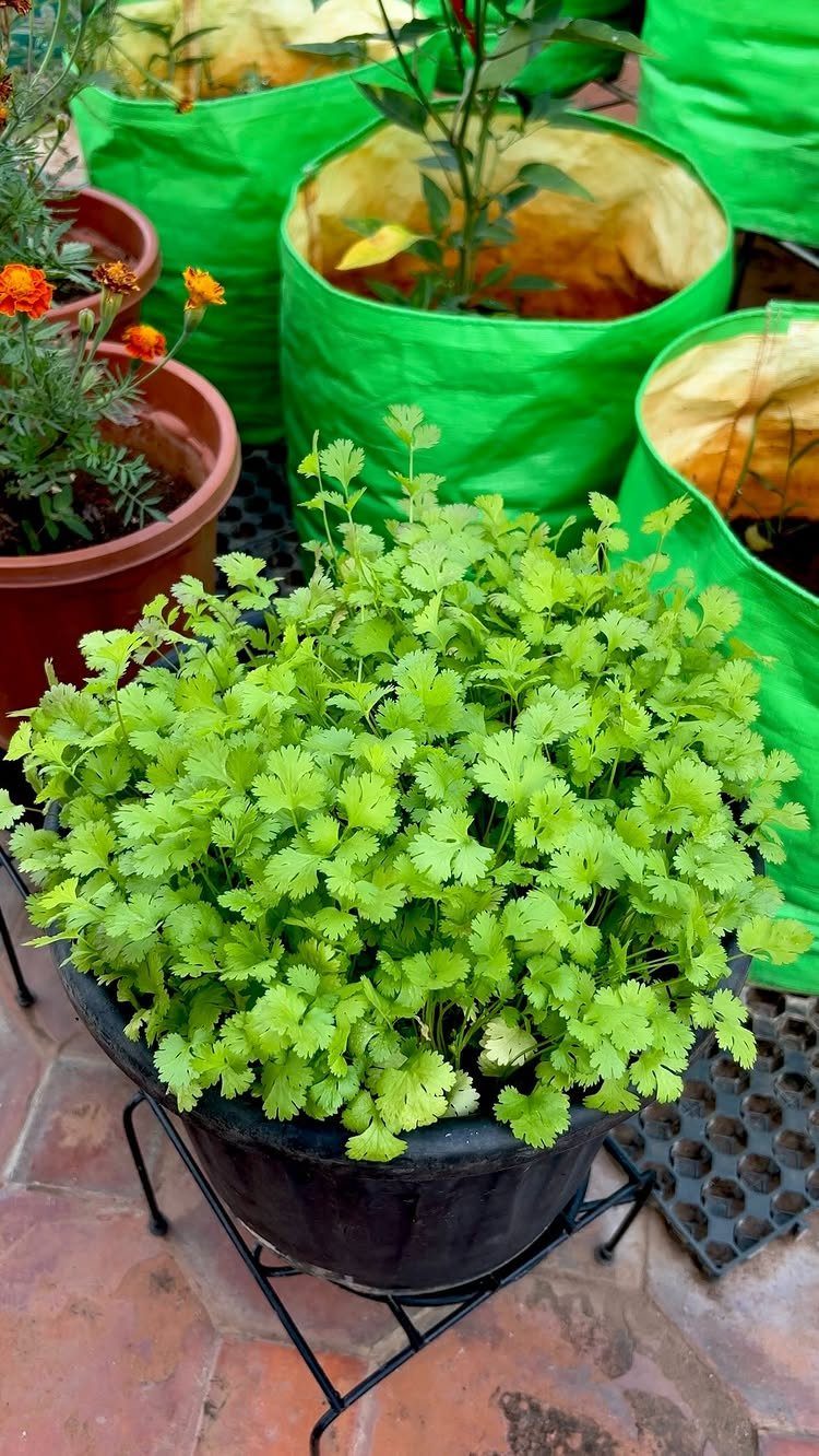 Small Space Vegetable Garden: 10 Ideas for Tight Spots 2 Lush green cilantro plants growing in a black pot on a tiled patio surrounded by green grow bags.