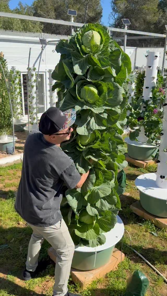 Small Space Vegetable Garden: 10 Ideas for Tight Spots 7 A man stands beside a tall vertical hydroponic tower filled with large green cabbages.