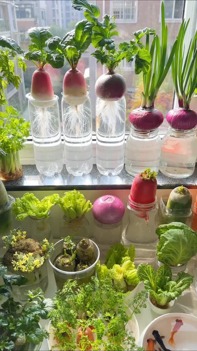 Small Space Vegetable Garden: 10 Ideas for Tight Spots 10 Radishes and green onions growing in glass jars of water on a sunny windowsill.