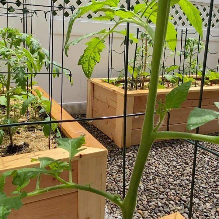 Tomato Gardening Tips: 11 Ways to Grow a Better Crop 10 Green tomato plants growing in wooden raised garden beds with wire support cages and straw mulch.