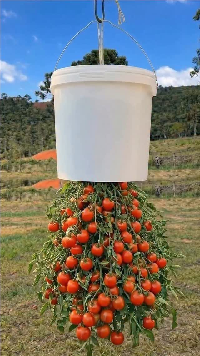 Tomato Gardening Tips: 11 Ways to Grow a Better Crop 8 A white bucket hanging with a large cluster of ripe red cherry tomatoes growing from underneath.