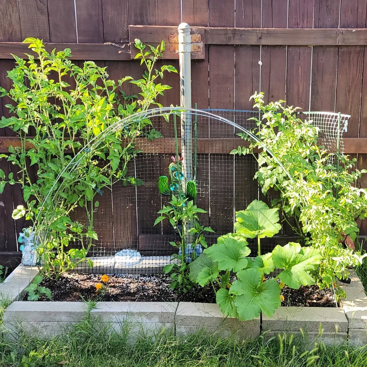 Tomato Gardening Tips: 11 Ways to Grow a Better Crop 5 Green tomato plants and vegetables growing in a raised garden bed against a wooden fence.