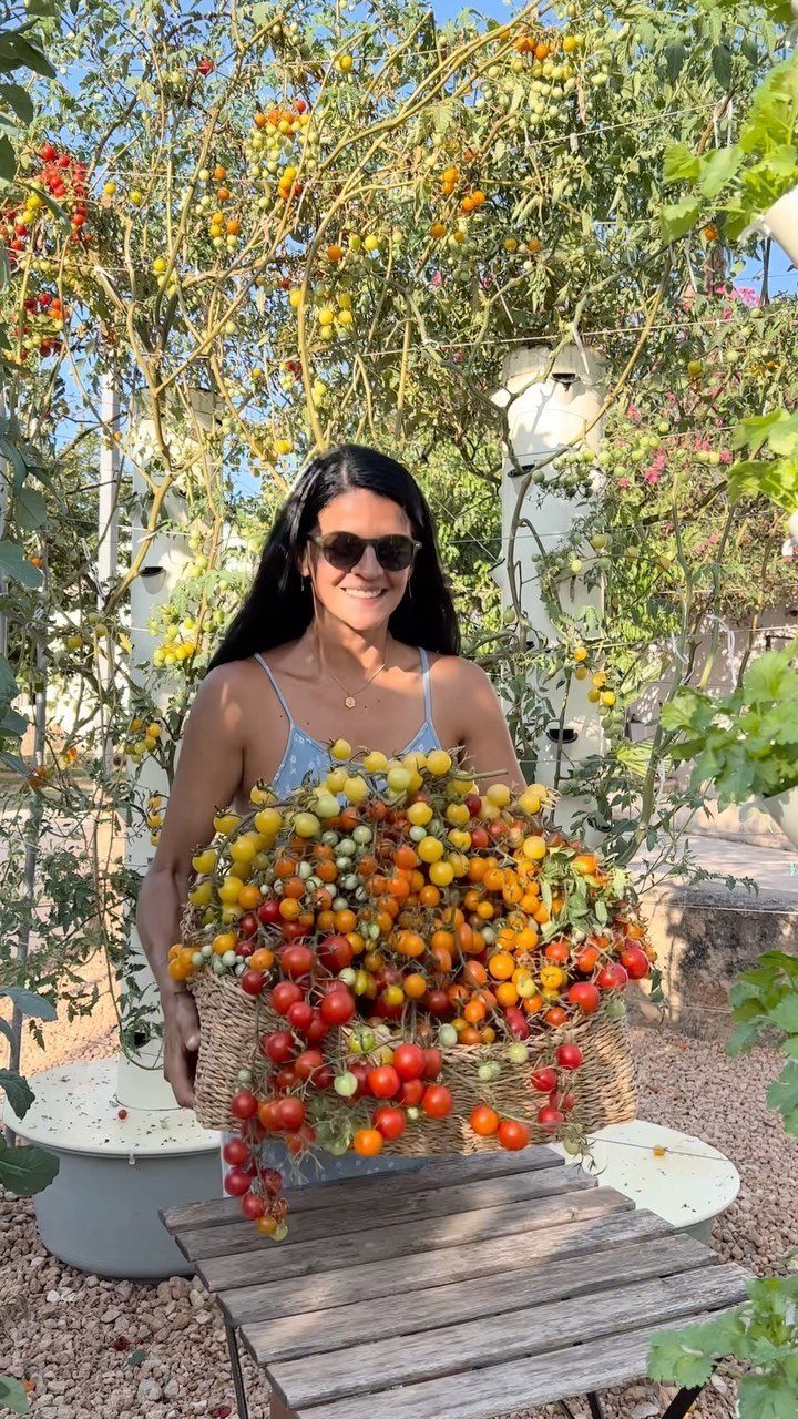 Tomato Gardening Tips: 11 Ways to Grow a Better Crop 2 A smiling woman holding a large wicker basket filled with colorful ripe cherry tomatoes.
