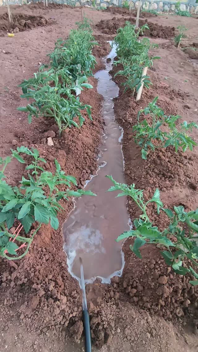Tomato Gardening Tips: 11 Ways to Grow a Better Crop 9 Green tomato plants growing in rows with water flowing through a soil trench.