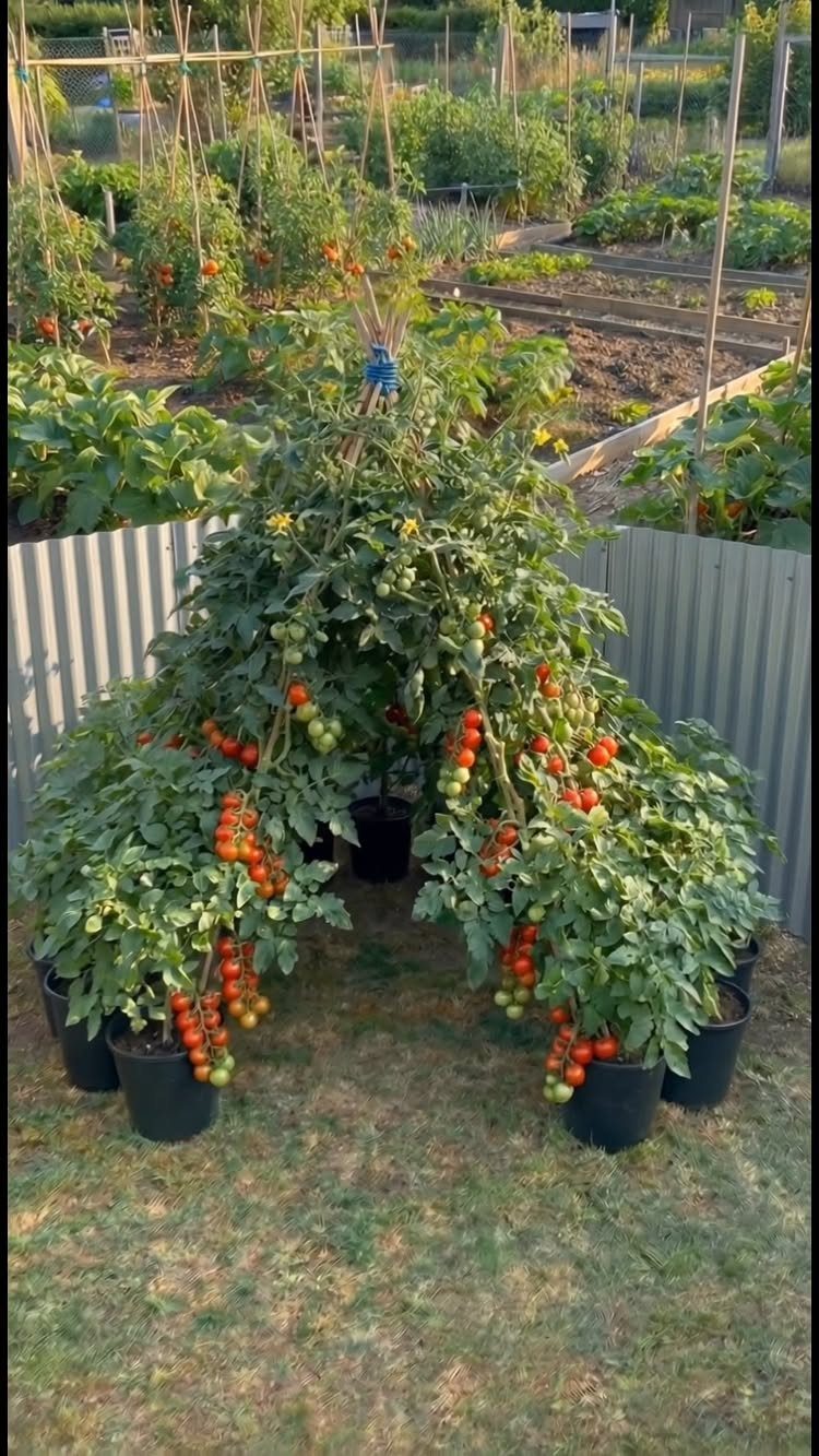 Tomato Gardening Tips: 11 Ways to Grow a Better Crop 11 Large tomato plants with ripe red and green fruit growing in black pots supported by wooden stakes.