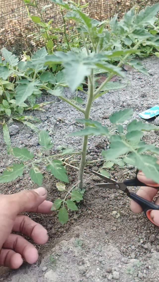 Tomato Gardening Tips: 11 Ways to Grow a Better Crop 6 Hands using scissors to prune a young green tomato plant growing in the soil.