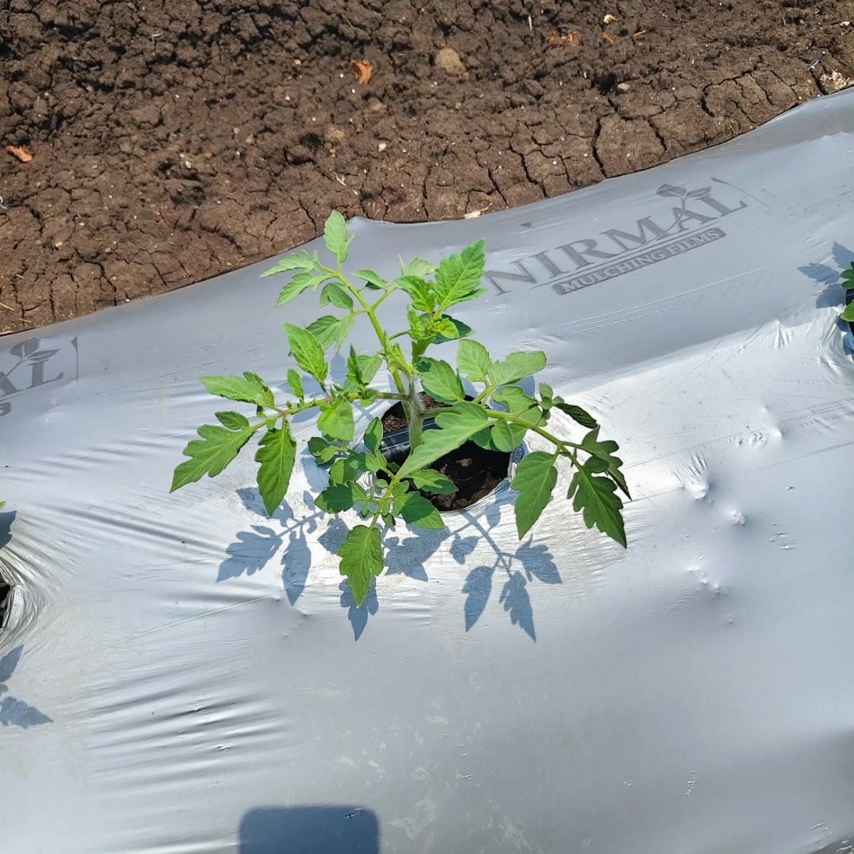 Tomato Gardening Tips: 11 Ways to Grow a Better Crop 7 A young green tomato plant growing through a hole in white plastic garden mulch.