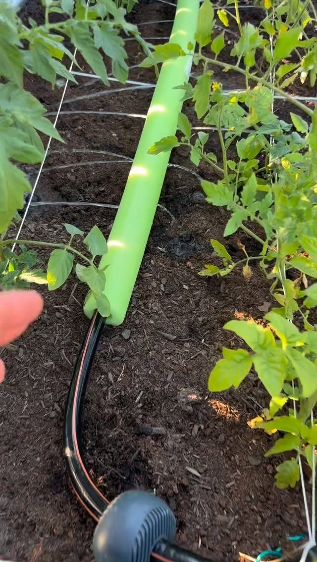 Tomato Gardening Tips: 11 Ways to Grow a Better Crop 1 Green soaker hose running through a garden bed alongside growing tomato plants.