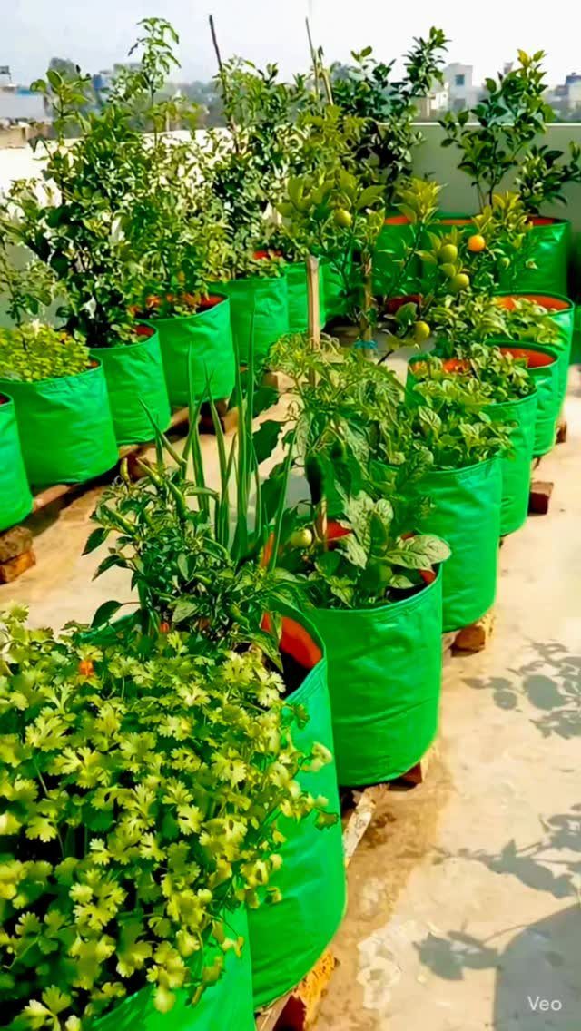 17 Veg Garden Ideas for Layouts,Containers & Vertical Growing 16 Green fabric grow bags containing various leafy vegetables and plants arranged in rows on a rooftop.