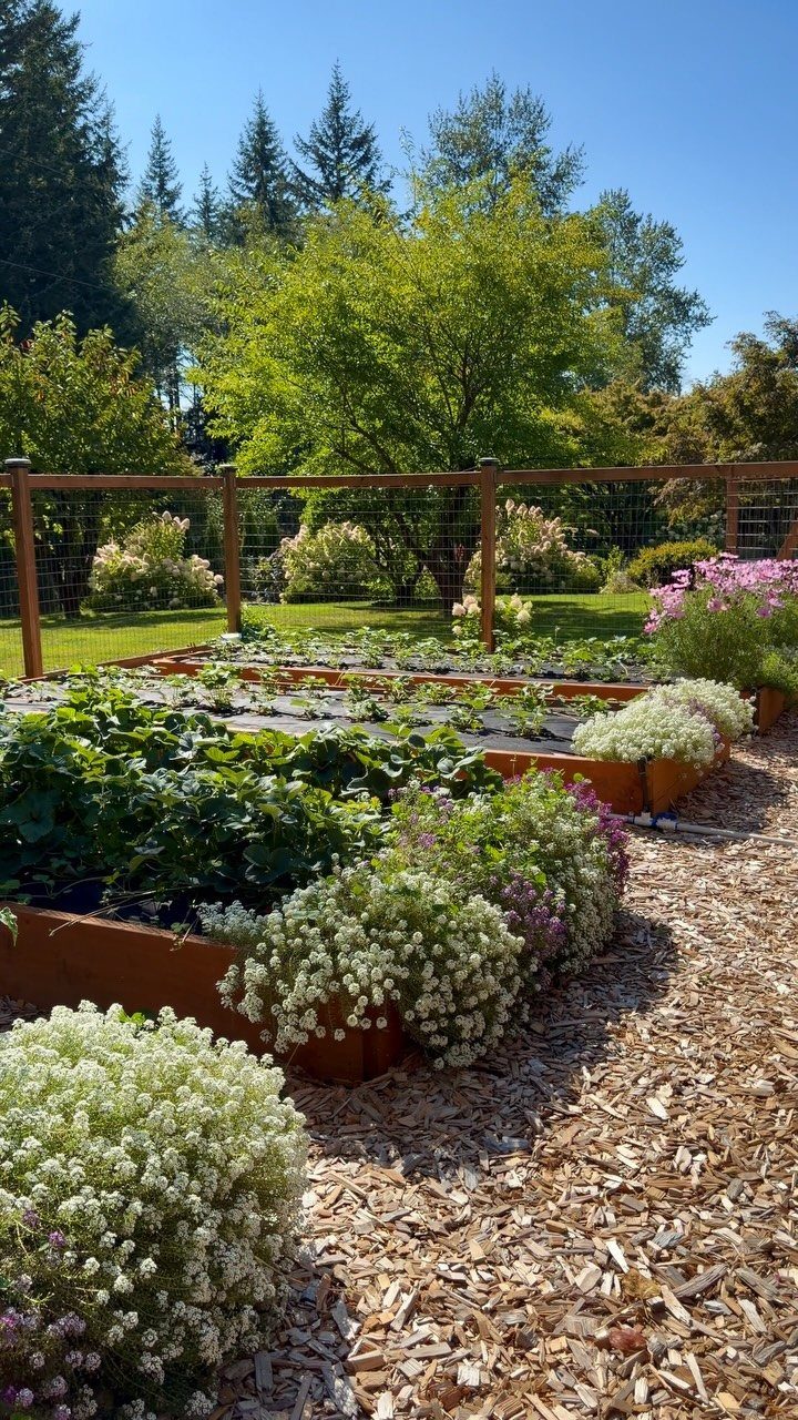 17 Veg Garden Ideas for Layouts,Containers & Vertical Growing 9 Raised garden beds with vegetables and white flowers sit in front of a wooden wire fence.