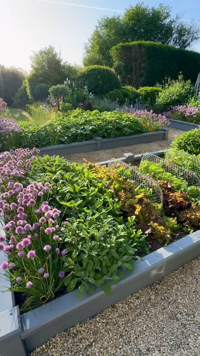 17 Veg Garden Ideas for Layouts,Containers & Vertical Growing 7 Raised garden beds with green vegetables and purple flowers separated by gravel paths.