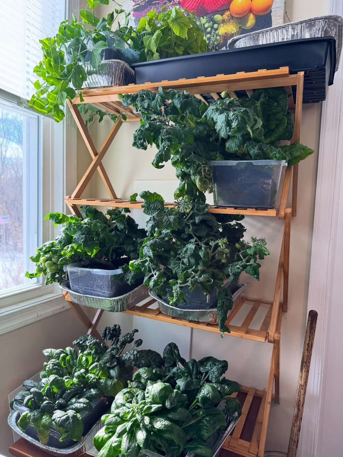 17 Veg Garden Ideas for Layouts,Containers & Vertical Growing 5 Green leafy vegetables growing in containers on a wooden tiered shelf by a window.
