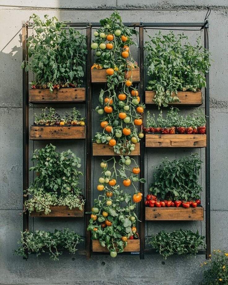 17 Veg Garden Ideas for Layouts,Containers & Vertical Growing 3 Vertical wall garden with wooden planters and tomato plants growing against a concrete wall.