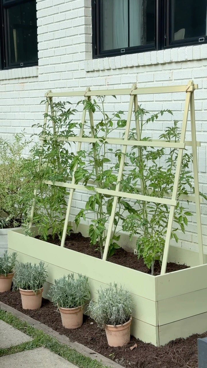 17 Veg Garden Ideas for Layouts,Containers & Vertical Growing 14 Tomato plants growing on a wooden trellis inside a light green raised garden bed against a white brick wall.