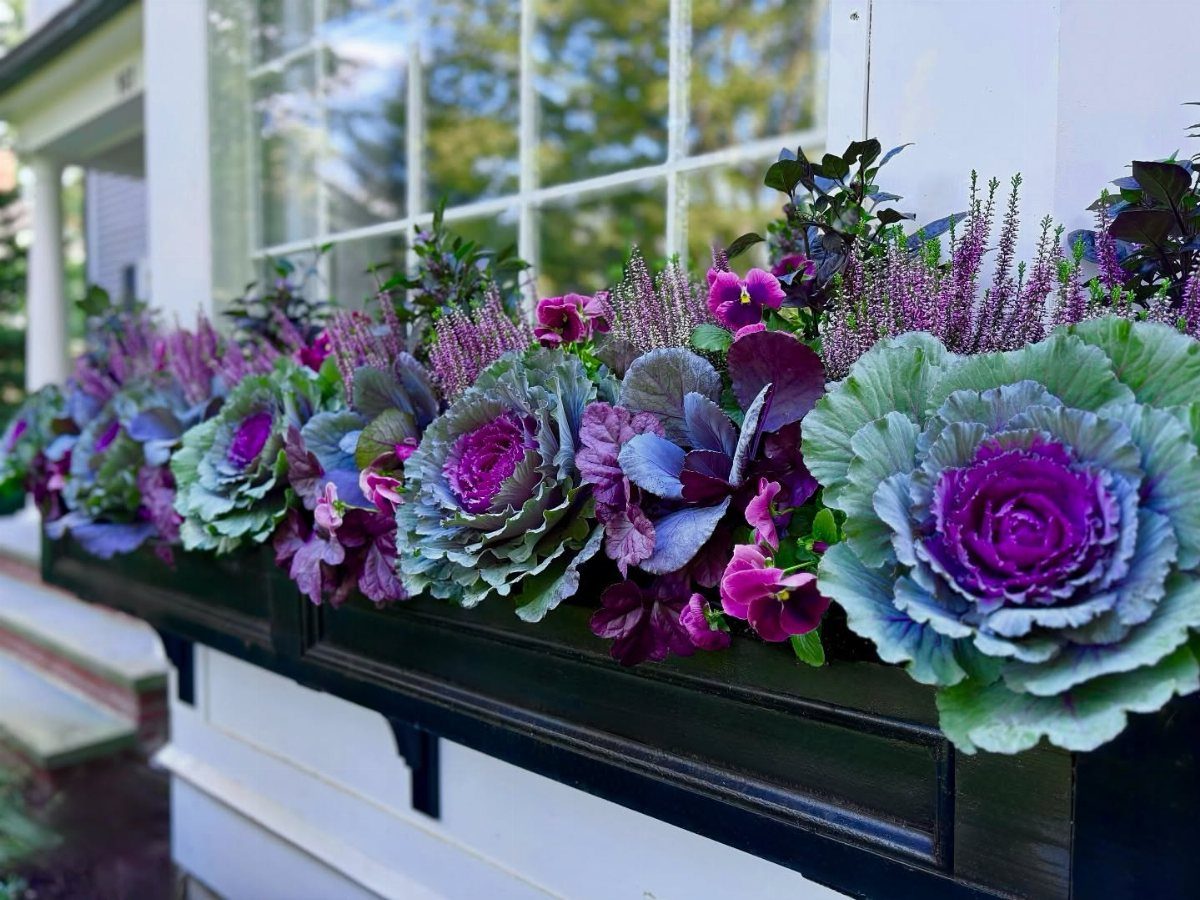 17 Veg Garden Ideas for Layouts,Containers & Vertical Growing 4 Purple and green ornamental cabbages blooming in a black window box planter under a white window.