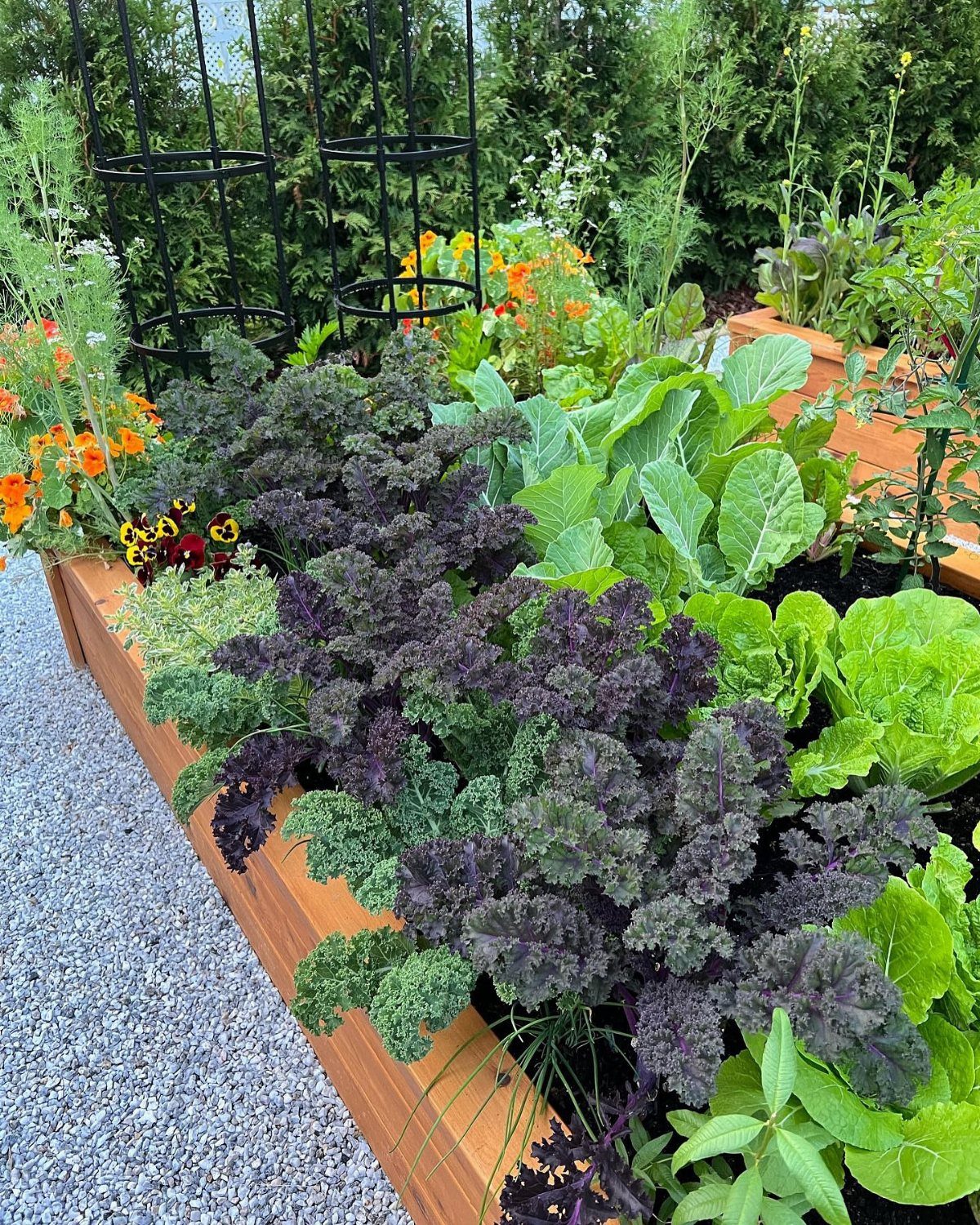 17 Veg Garden Ideas for Layouts,Containers & Vertical Growing 8 Purple kale and green lettuce growing together in a wooden raised garden bed.