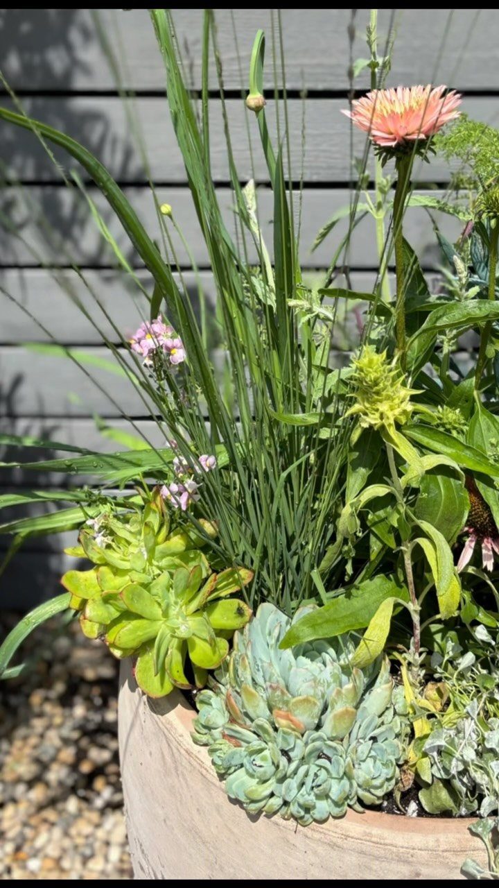18 Yard Layout Ideas with Photos for Front and Back Spaces 16 A large ceramic planter containing succulents, tall grasses, and a pink flower against a grey fence.