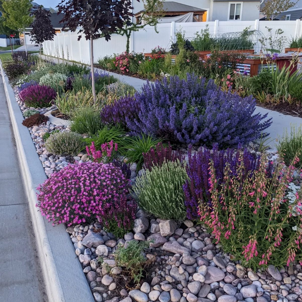 18 Yard Layout Ideas with Photos for Front and Back Spaces 1 Colorful flowering plants and purple shrubs growing among grey river rocks in a landscaped garden bed.